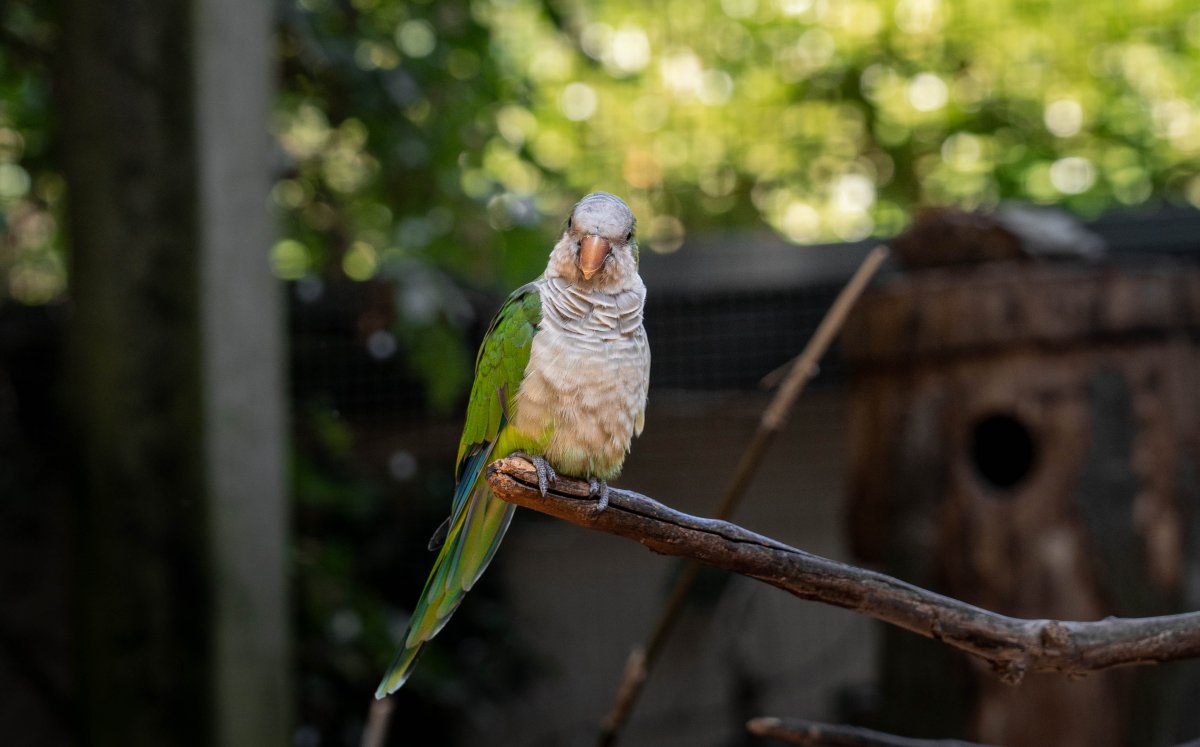 Dierenpark Amersfoort